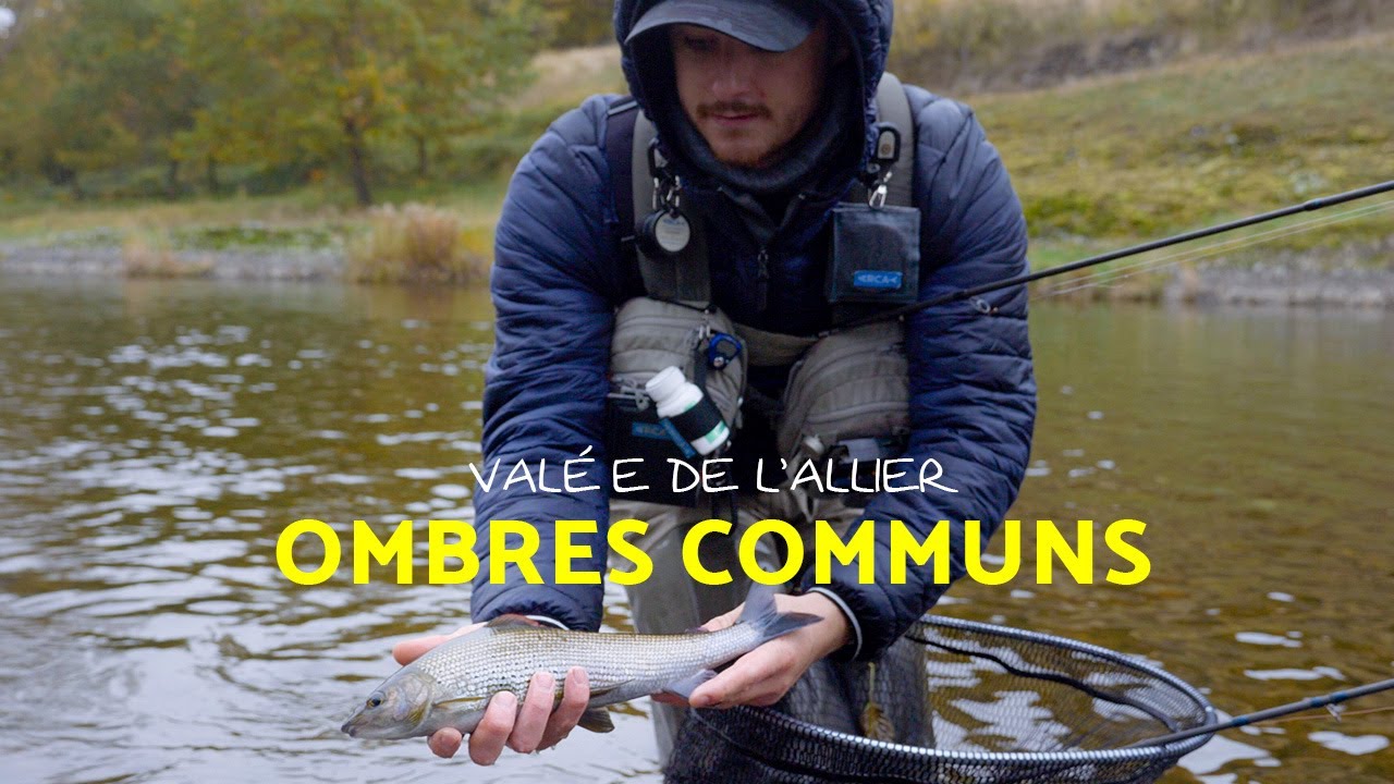 Découverte :  pêche des ombres communs dans l'Allier à la mouche