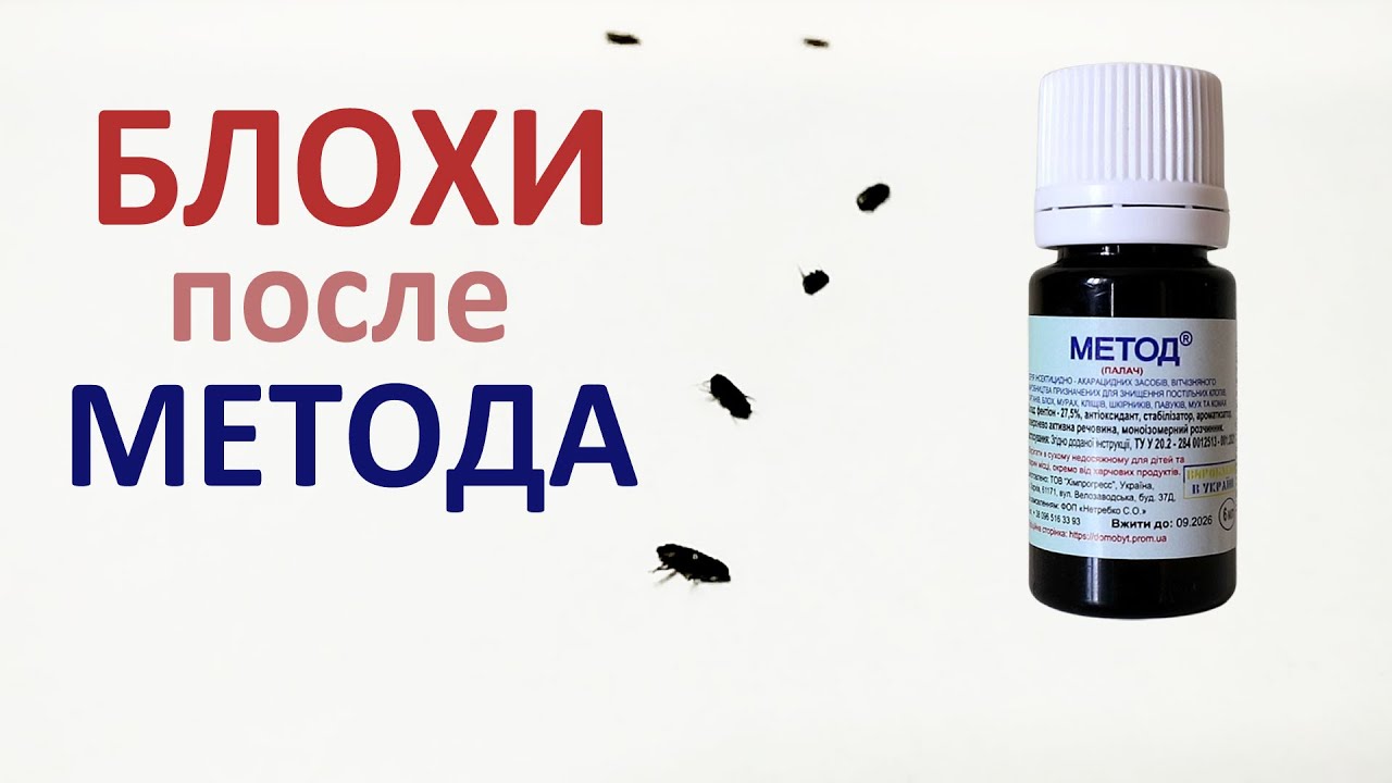 Проверяем Метод как средство от блох в квартире: все паразиты погибли через час после контакта