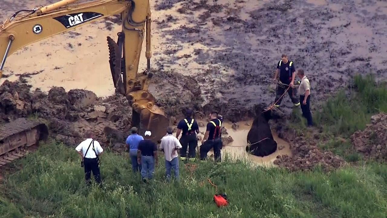 Pregnant Cow Trapped in Mud Rescued by Backhoe in Missouri