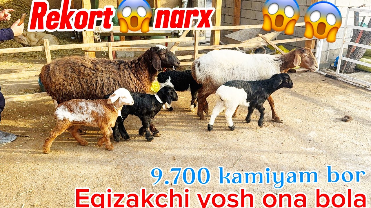 Egizakchi yosh ona bola qoylar narxi BOMBA judayam qulay