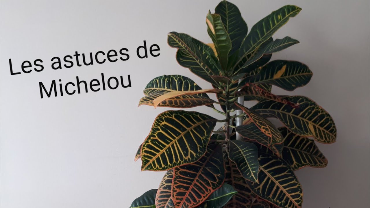 Comment se d&eacute;barrasser des moucherons des plantes ?