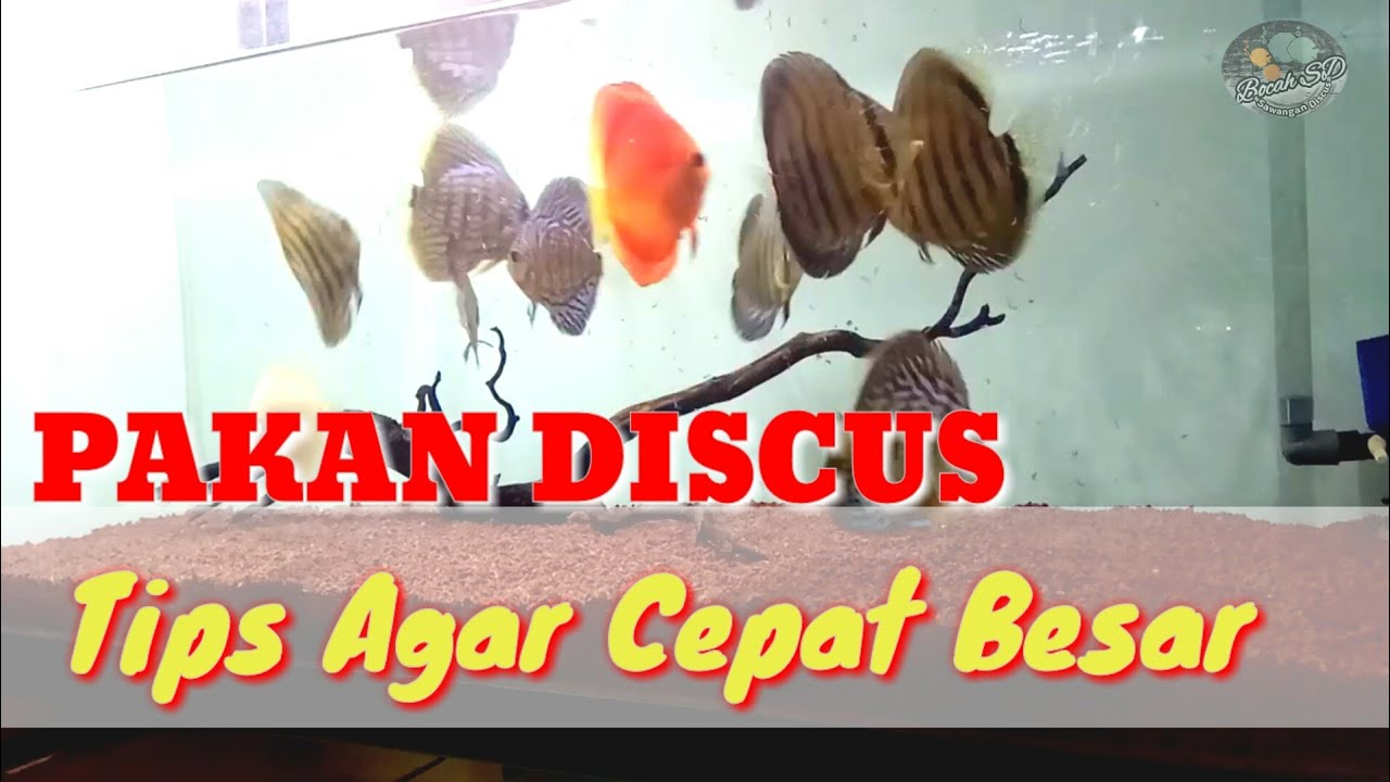 Tips agar Discus cepat besar