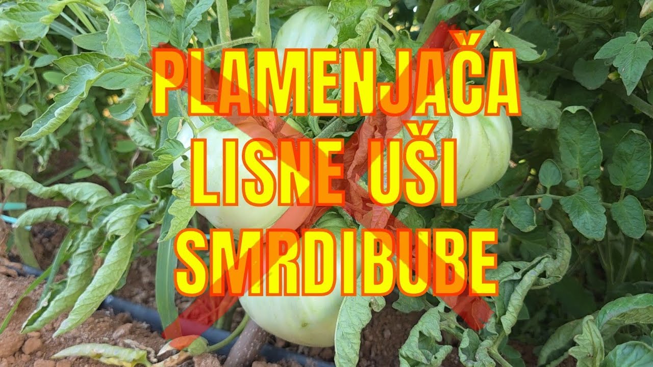 Paradajz bez plamenjače i smrdibuba uz samo 2 sastojka iz kuhinje