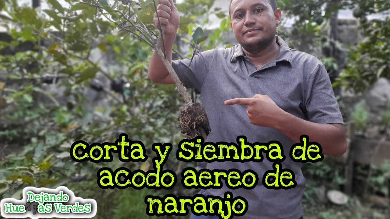 acodo aereo de naranjo, corta y siembra