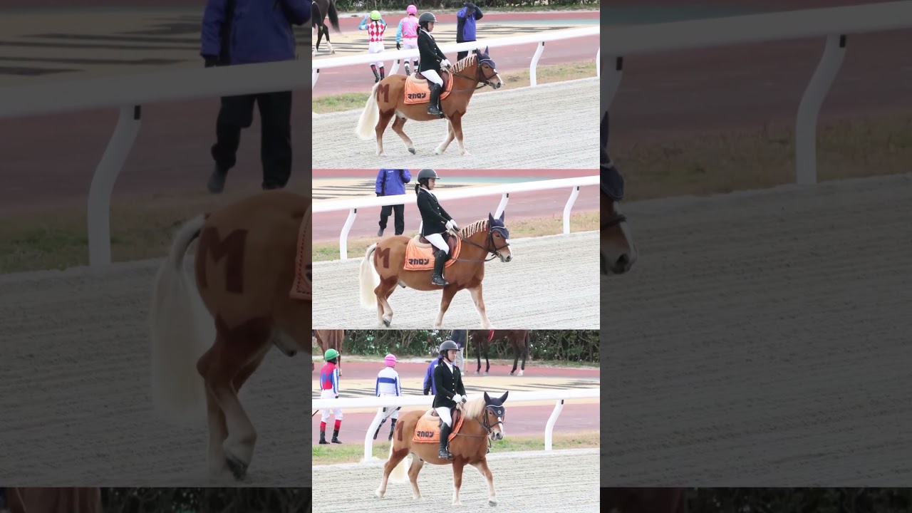 マカロン君#競馬 #推し #笠松競馬 #可愛い #誘導馬