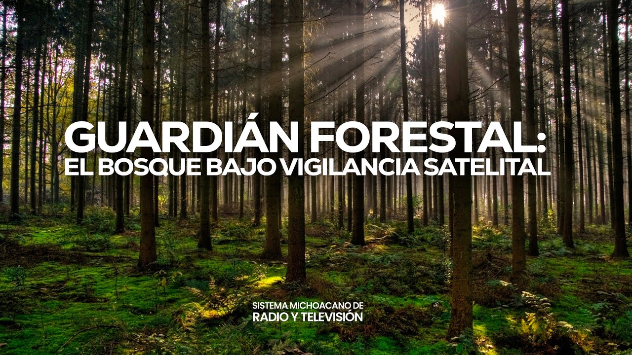 Guardián Forestal: el bosque bajo vigilancia satelital | Investigaciones Michoacán | SMRTV