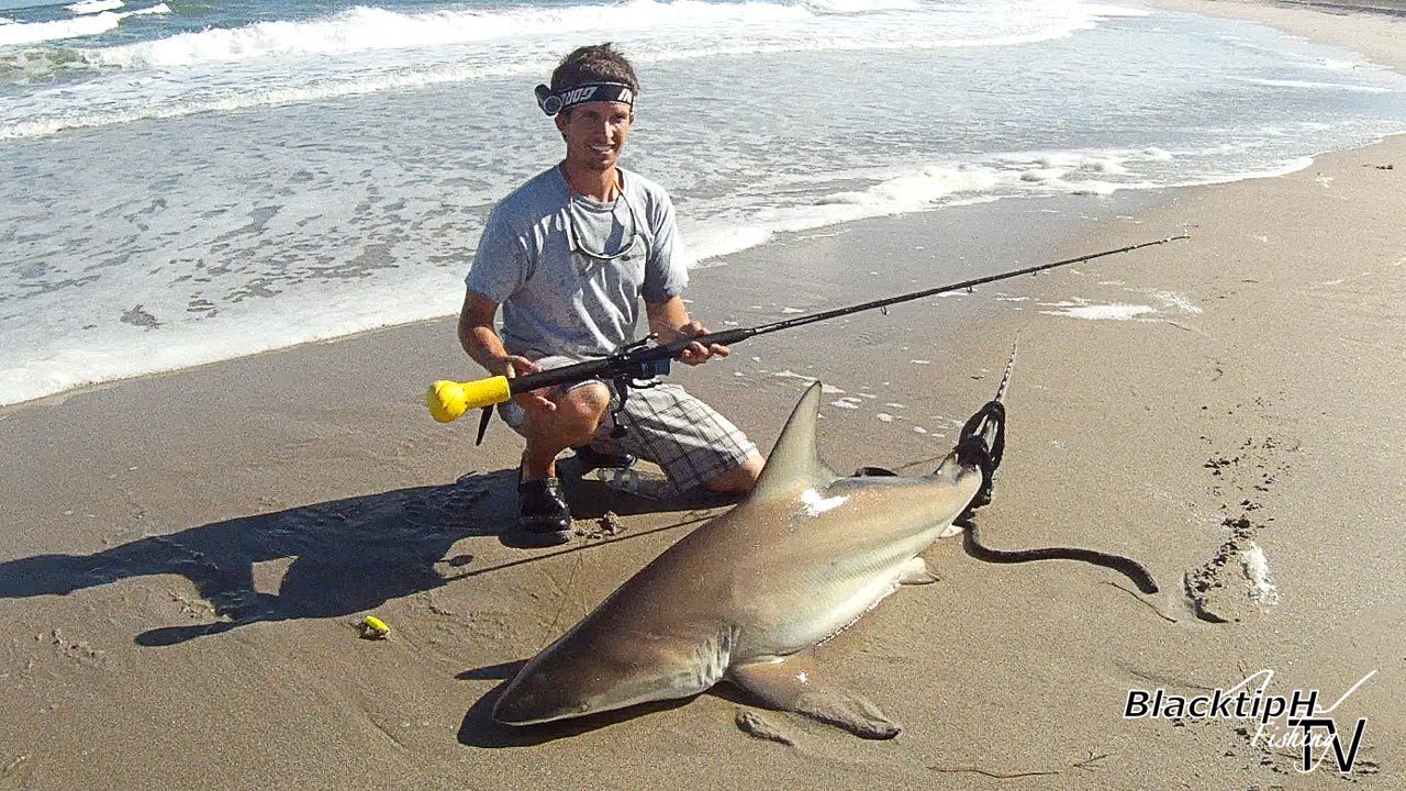 Big Blacktip Shark at Sebastian