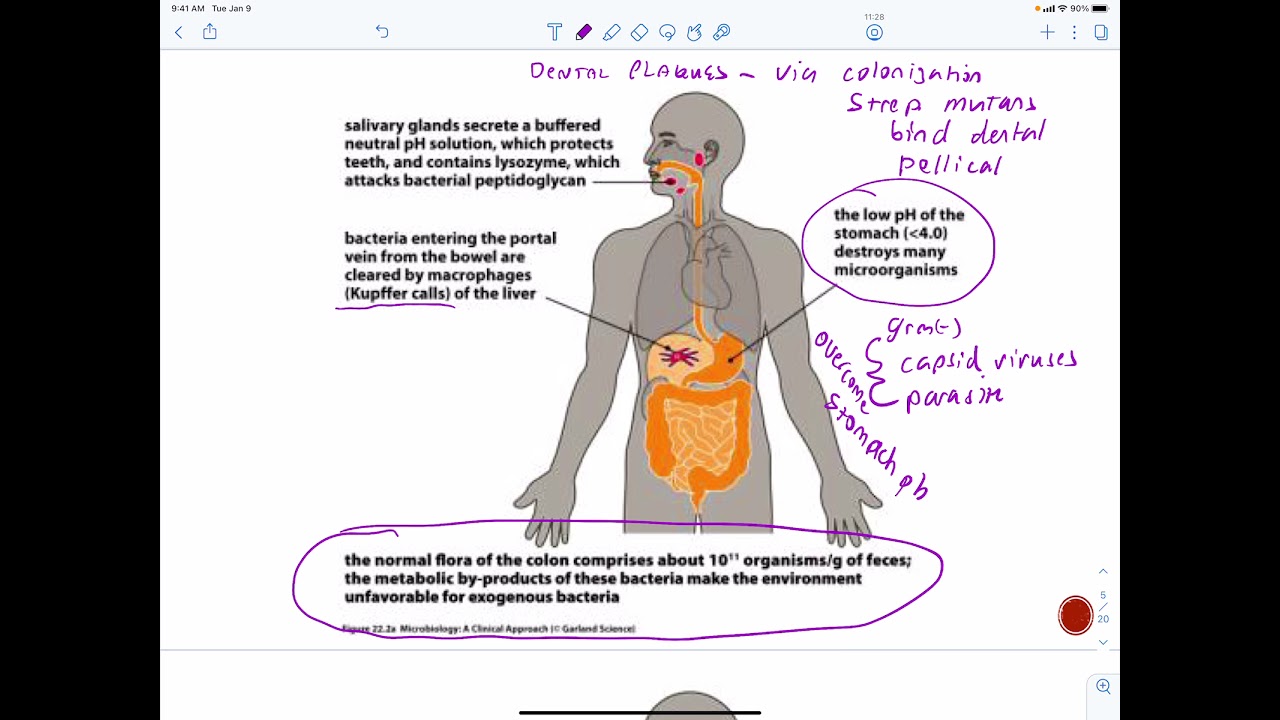 GI infections introduction