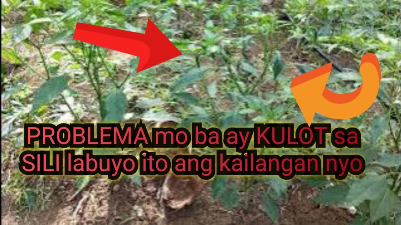 INSECTICIDE NA MABISANG PANGUNTRA SA SALOT NA KULOT SA SILI AT ATSAL ALAMIN!
