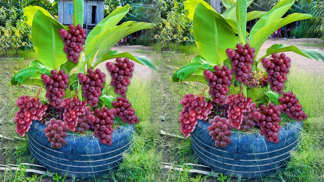 How to propagate banana with grapes Get more fruits than expected | How to Grafting banana