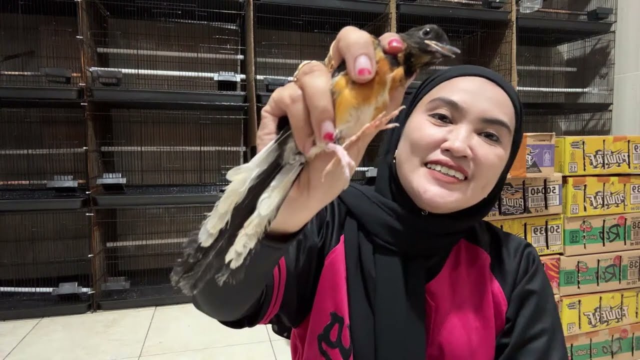 TRUPDATE BONGKARAN MURAI TERNAKAN RING RING PETERNAK 8-3-2026