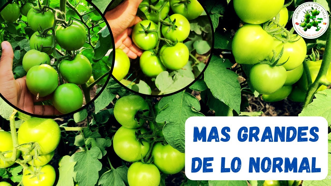 COMO TENER TOMATES MÁS GRANDES DE LO NORMAL - Método
