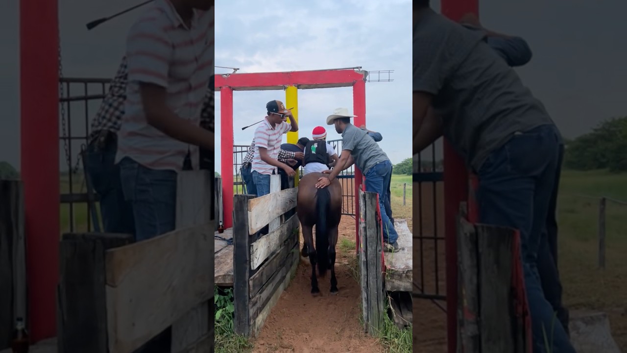 POR ERRORES SE PIERDEN CARRERAS #caballos