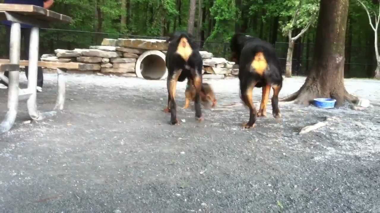 Rottweiler dog park (part one)