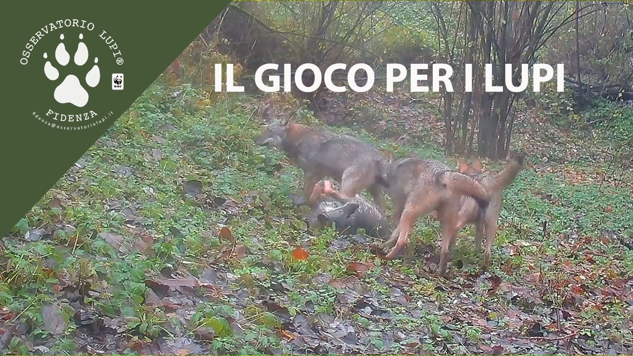 IL GIOCO PER I LUPI