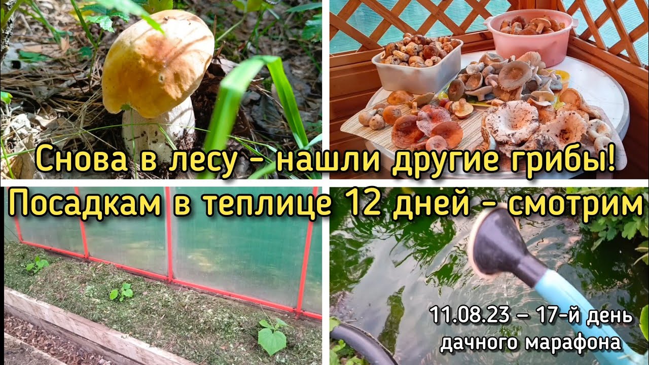 В лесу пошли Новые грибы! Обзор посадок в Теплице. Экономим - суспензия хлореллы БЕСПЛАТНО!