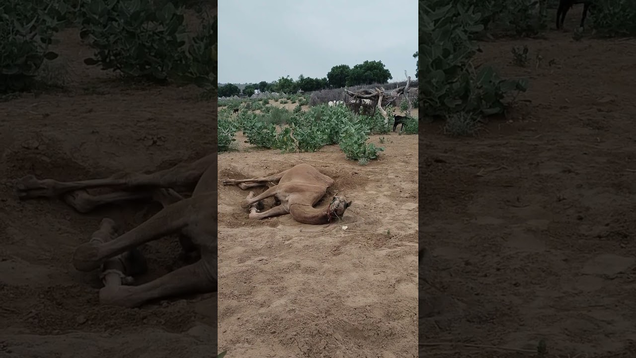 #beautiful #animals #thar #camel #camellife