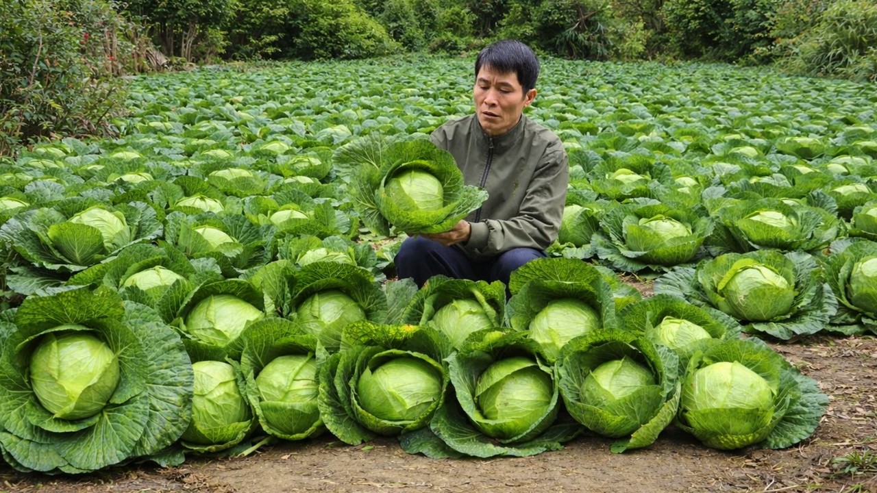 Making Traditional Cabbage Rolls & Selling at Market | Countryside Solo Survival Life