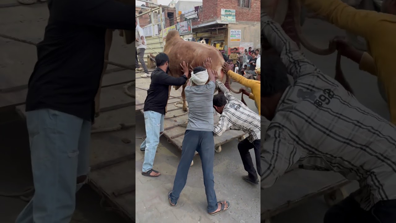 #gaurakshak #Hindu#Sewak#￼ Jai Shri Ram#￼ B Sindhu Maang ￼