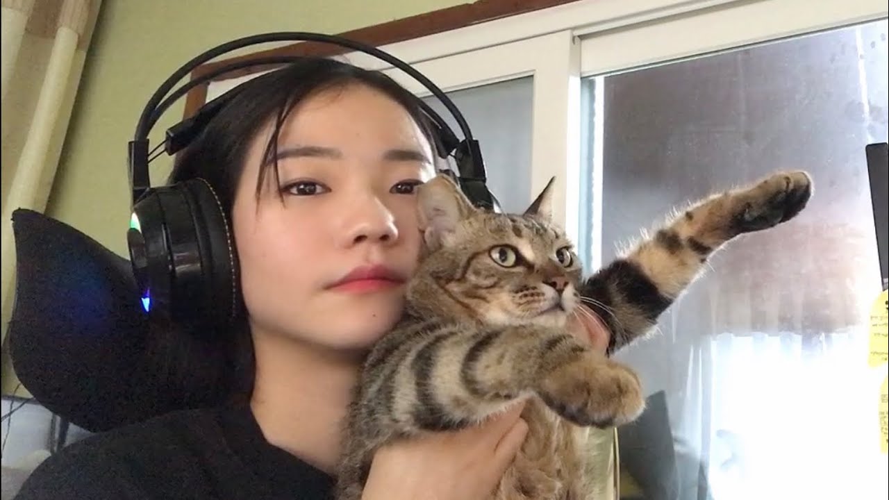 고양이와 일상, 이곳은 제주도