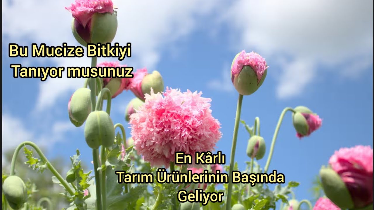 En K&acirc;rlı Tarım &Uuml;r&uuml;nleri : Haşhaş (Afyon)
