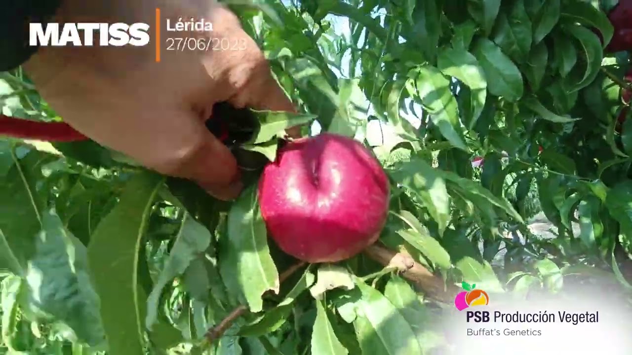 Matiss, Lérida - Junio 2023