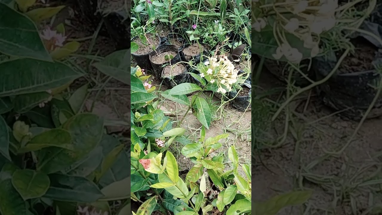 #youtube #garden #horticulture #gardendesign #nature #horticulturelife #shortsvideo #viralvideo