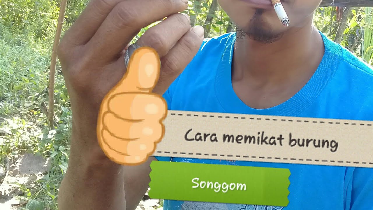 #cara meMikat burung songgom#burungmania
