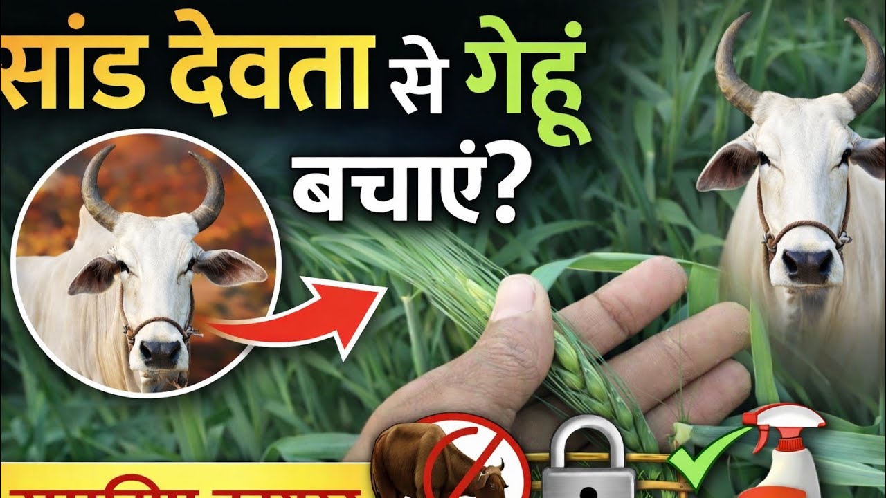 सांड से अपने गेहूं बचाने का Best Formula. 