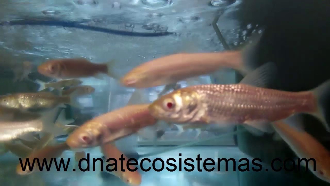 AMUR CARPA HERBIVORA ALBINA (Ctenopharyngodon idella)DNATecosistemas