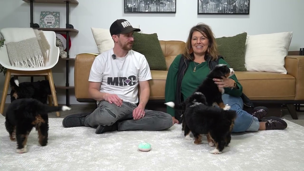 Обновление помёта Джелли — щенки мини-бернедудля