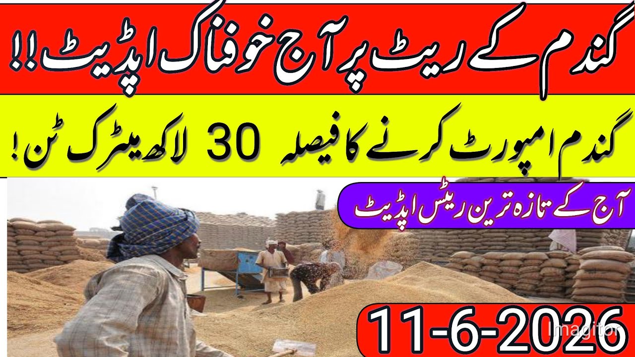 New Gandum Rates Today 2026 || New Wheat Price Today || Gundam kay RatesToday 2026