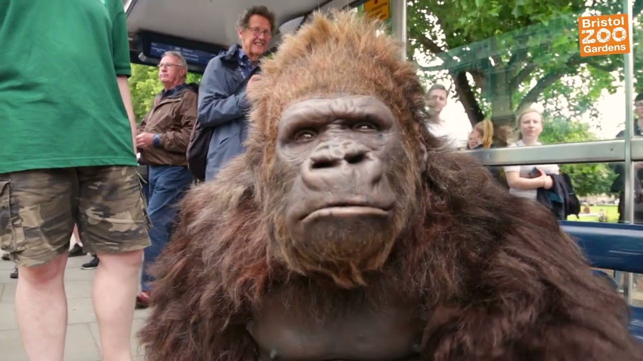 Our keepers took Peter the gorilla for a BIG day out in Bristol!