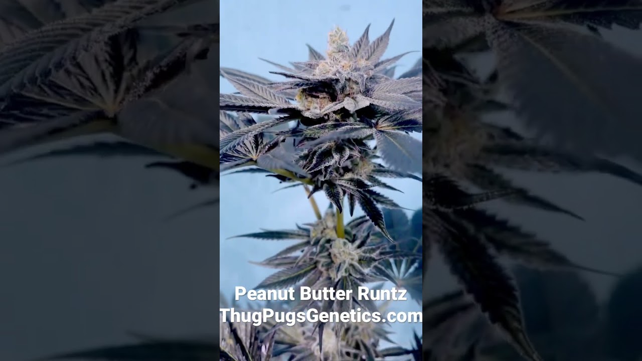 Peanut Butter Runtz THUGPUGGENETICS