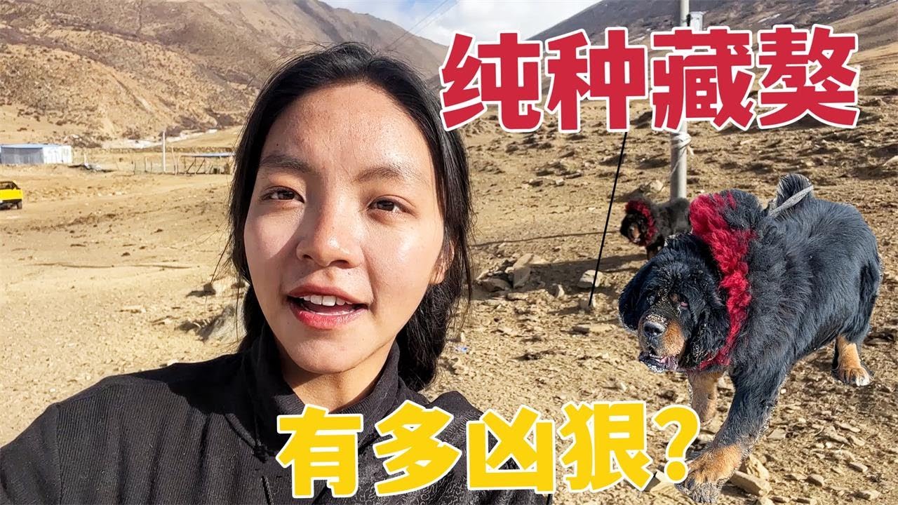 【那曲拉姆】109 牧区纯种藏獒能当宠物养吗？一只就要5万块，一次能打几头狼？