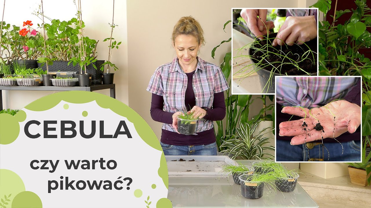 Cebula uprawa z nasion. Pikowanie cebuli - kiedy warto pikować cebulę?