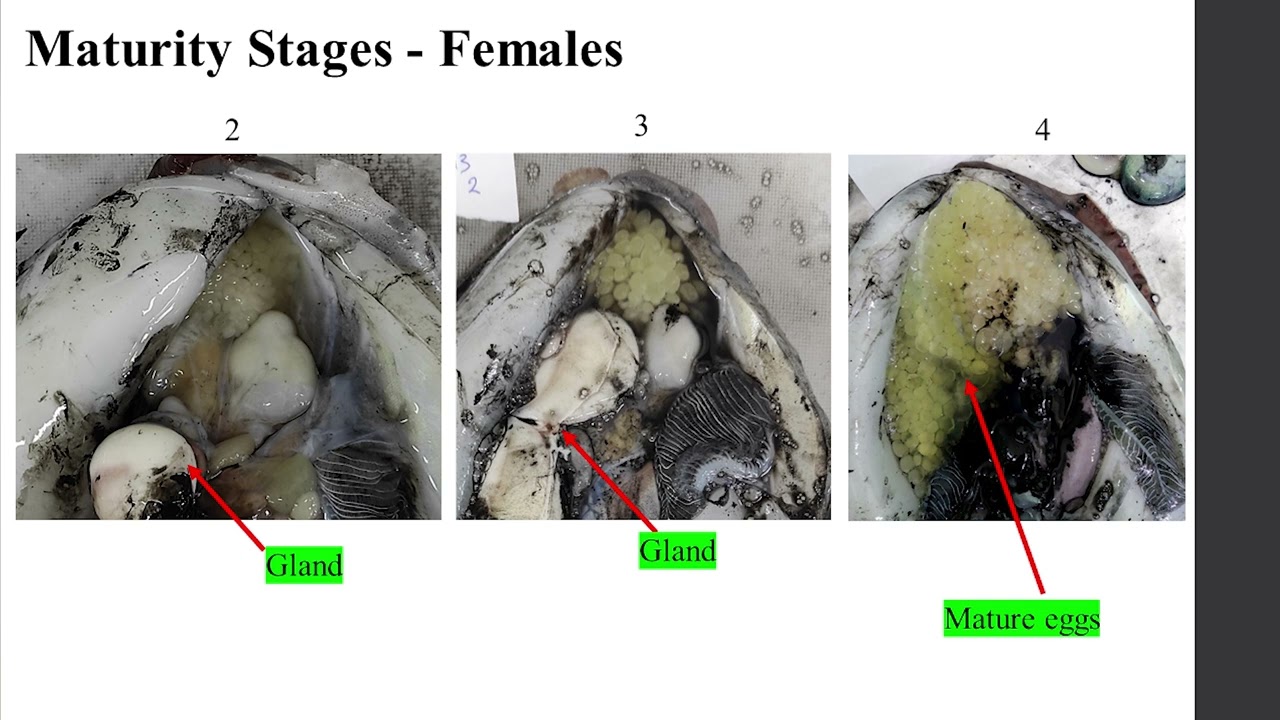 Pop dynamics and age estimation of the common cuttlefish, Sepia officinalis... - Alexandra Karatza