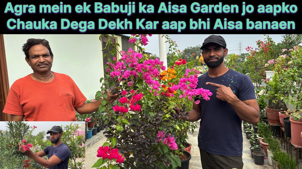Agra Ka Most Beautiful Garden – Babuji Ne Kar Dikhaya Kamaal \ Best gardening tips￼￼