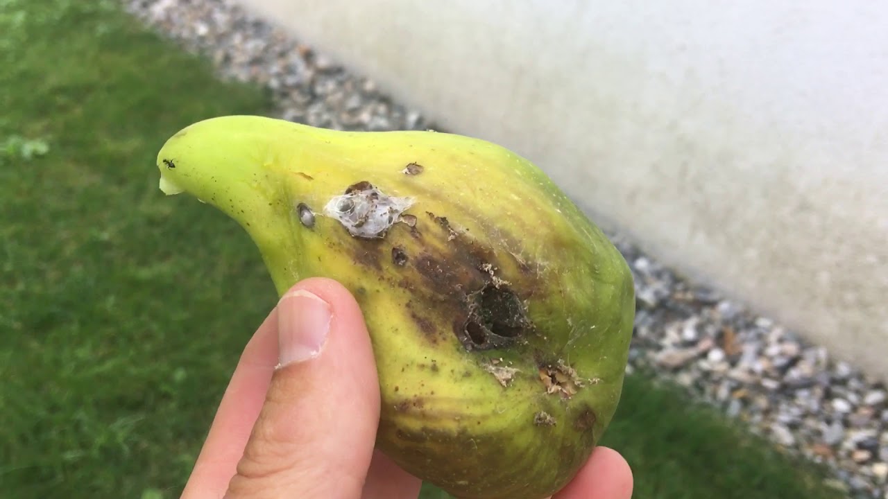 Update Dalmatie Feige Mitte Juli 2019!