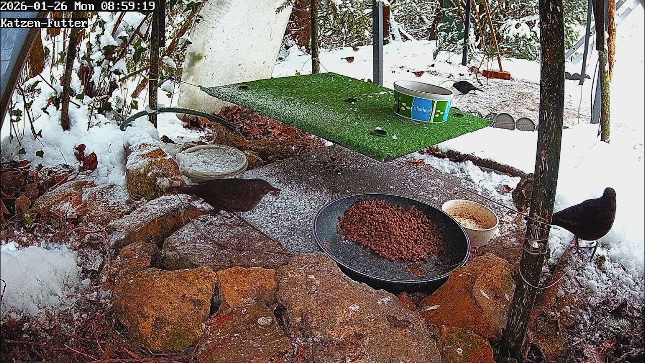 Amseln und Rotkehlchen früh im Bereich Katzenfutter im Schnee (26.01.2026)