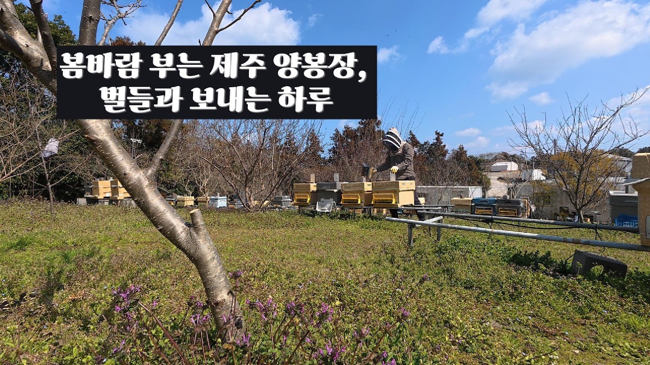 봄바람 부는 제주 양봉장, 벌들과 보내는 하루