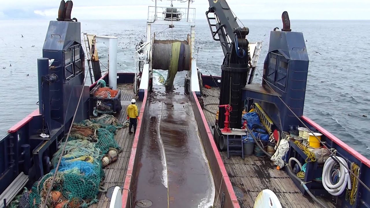 Pêche du Colin d'Alaska avec Fleury Michon