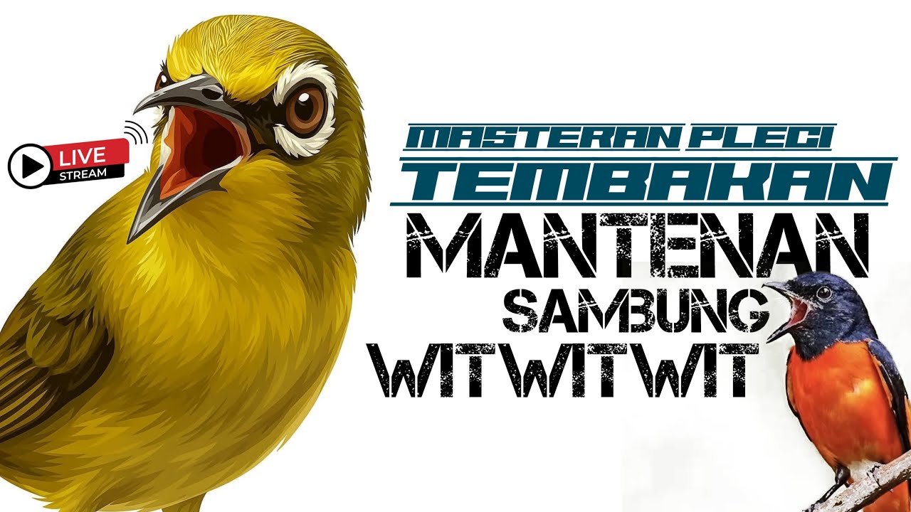 🔴  LIVE Masteran Pleci Tembakan Mantenan Sambung Witwitwit