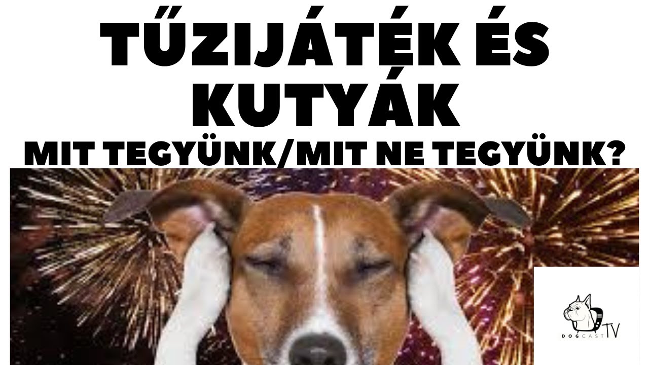 Kutyák és a tűzijáték!  Mit tegyünk és mit NE tegyünk? DogCast TV!