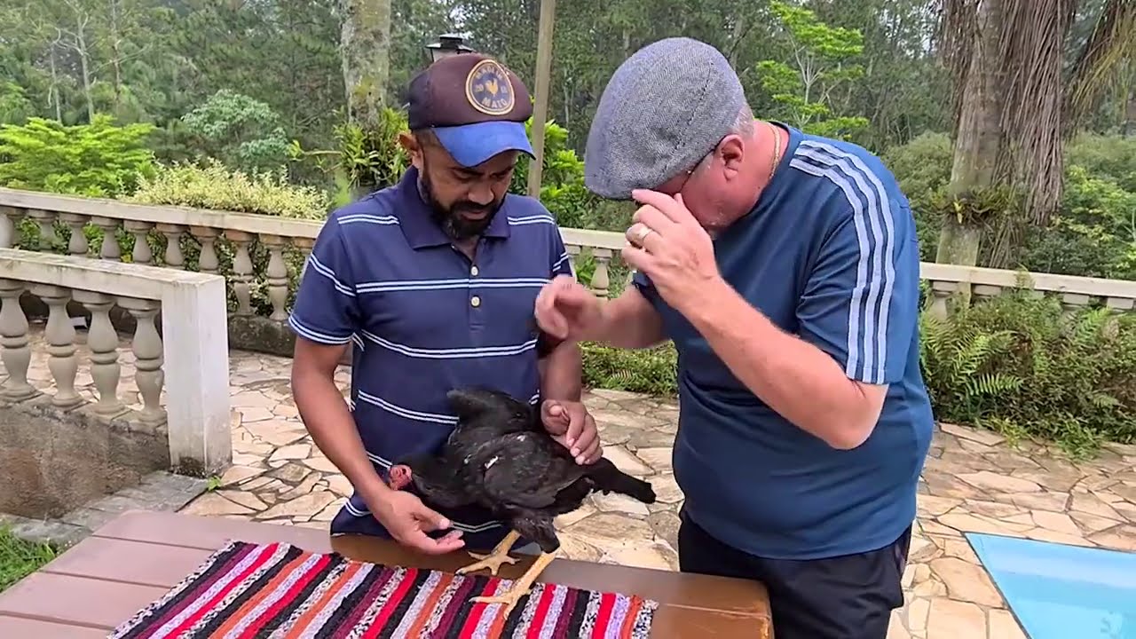 GALINHA MATRIZ TOPETE CADERUDO (Bico Torto X Perna Mole) Rel&iacute;quia do St&uacute;d RD!!!