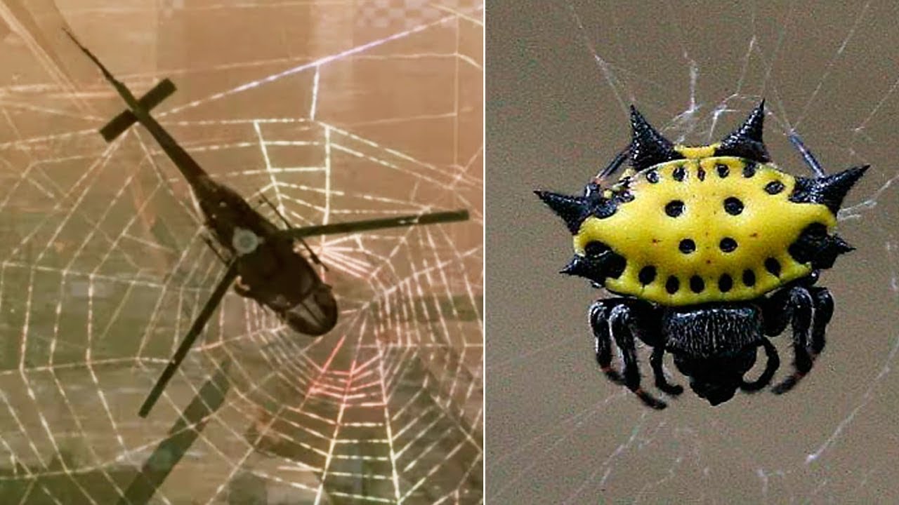 THE STRONGEST SPIDER WEBS In The World 🕸