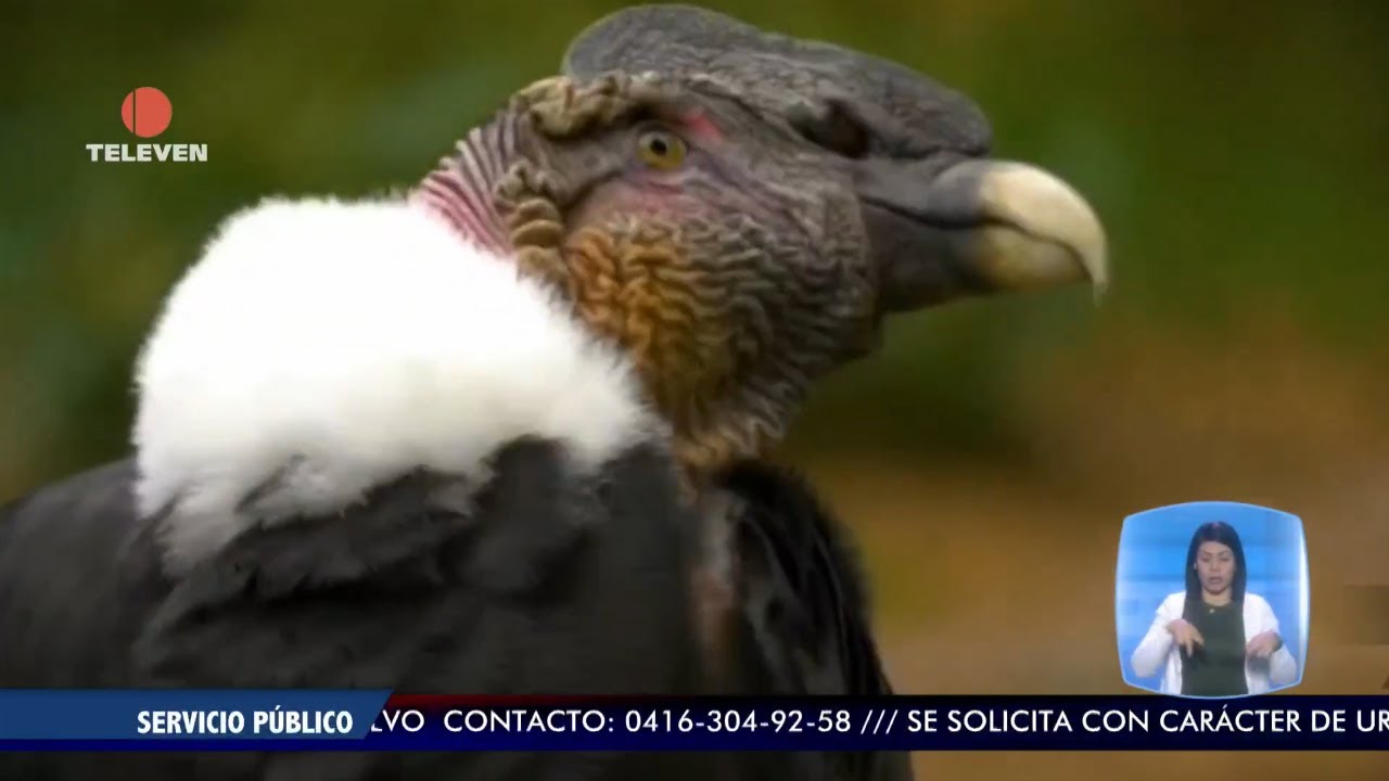 Nace en Venezuela primer cóndor en 22 años – El Noticiero emisión meridiana 06/02/26