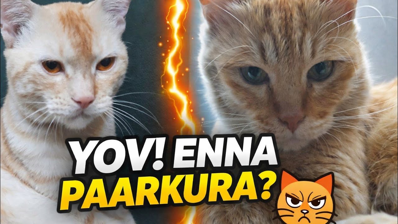 Funny Cat video சிரிப்புக்கு உத்தரவாதம் 😂🐾கியூட் பூனை காமெடி வீடியோ 😍😹பூனை vs உலகம் #cat#funnycat 