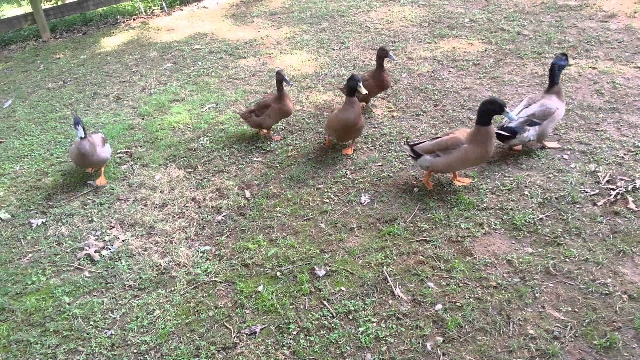 Khaki Campbell .. Chicken Ducks a must see!!!