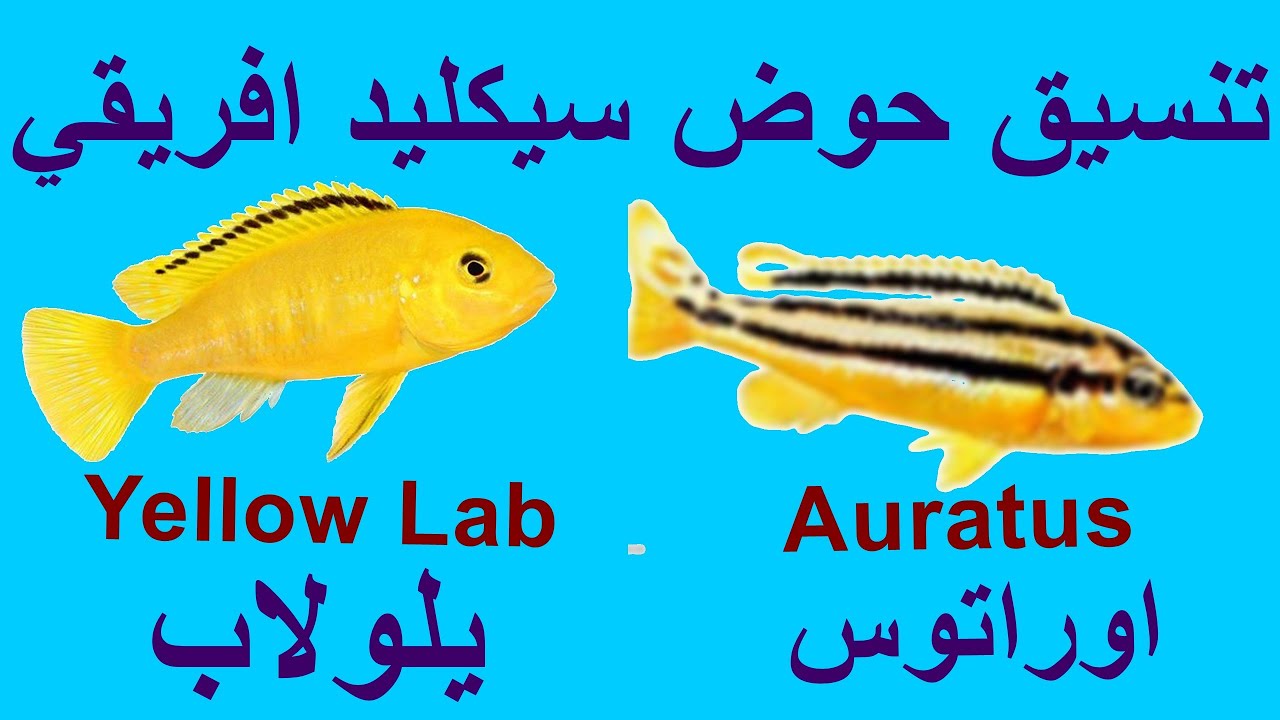 تنسيق حوض سيكليد افريقي اوراتوس +يلولاب. Auratus+Yellow lab